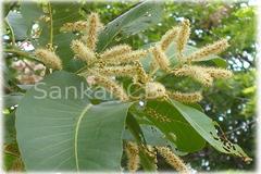 Terminalia crenulata